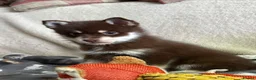 Pomsky dogs for sale: Just 3 pups left- 2 girls and 1 boy, F4 Pomskys - Advert 27