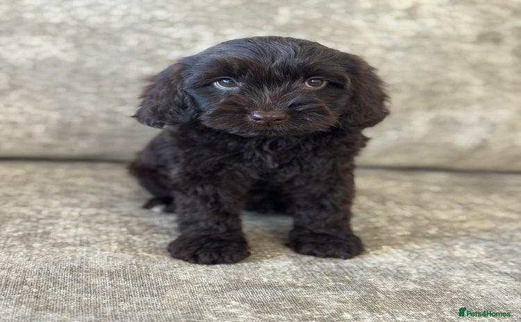 Cockapoo dogs - Advert 15