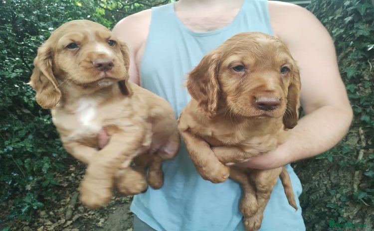 Cocker Spaniel dogs - Advert 10