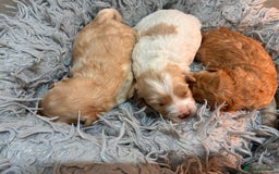 Poochon dogs for sale: ✨ Poochon Puppies Available ✨ - Image 8