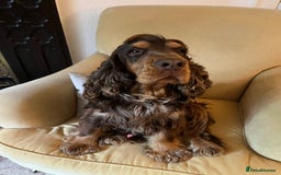 Cocker Spaniel dogs for stud: KC Superb example Classic SHOW Cocker Stud in Ruthin - Image 10