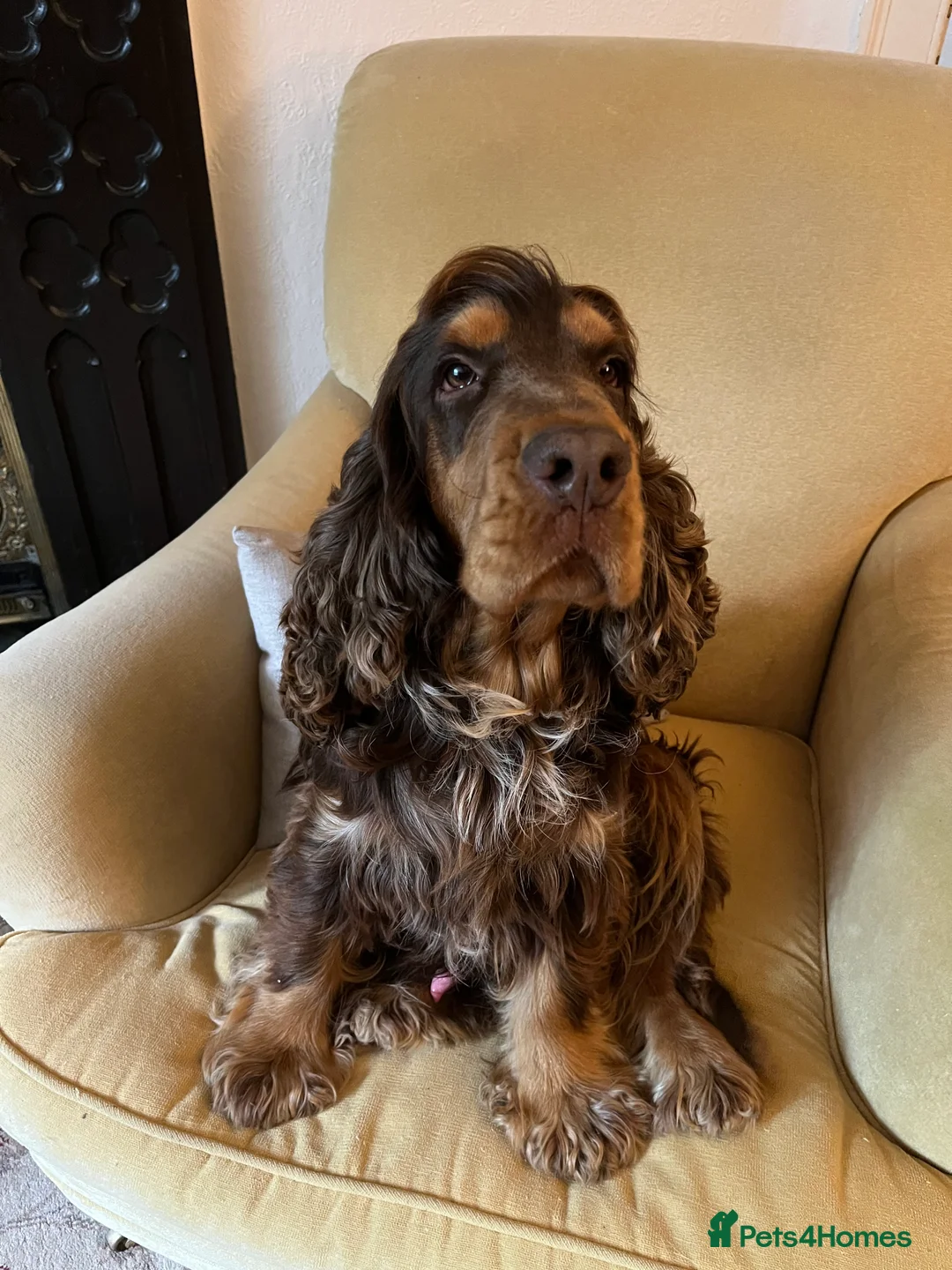 Cocker Spaniel dogs for stud: KC Superb example Classic SHOW Cocker Stud in Ruthin - Advert 10