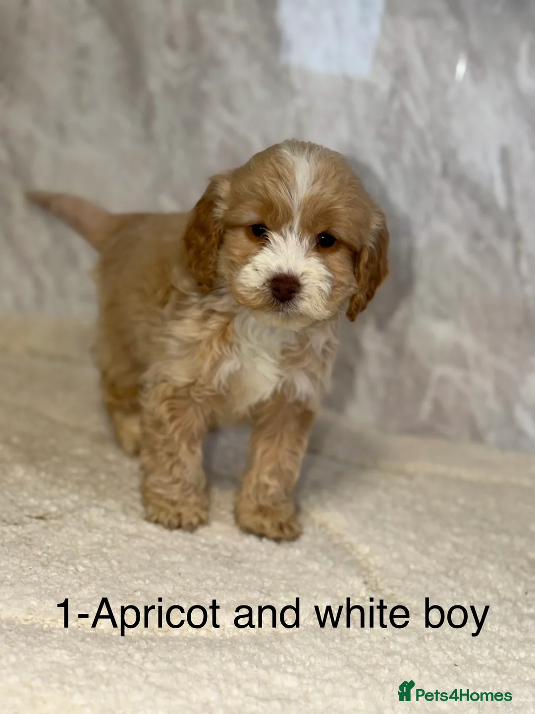 Cockapoo dogs for sale: Stunning F1 Cockapoos - Advert 8