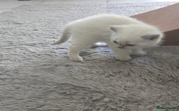 British Shorthair cats for sale: THREE MALE BRITISH SHORTHAIR KITTENS FOR SALE - Image 14