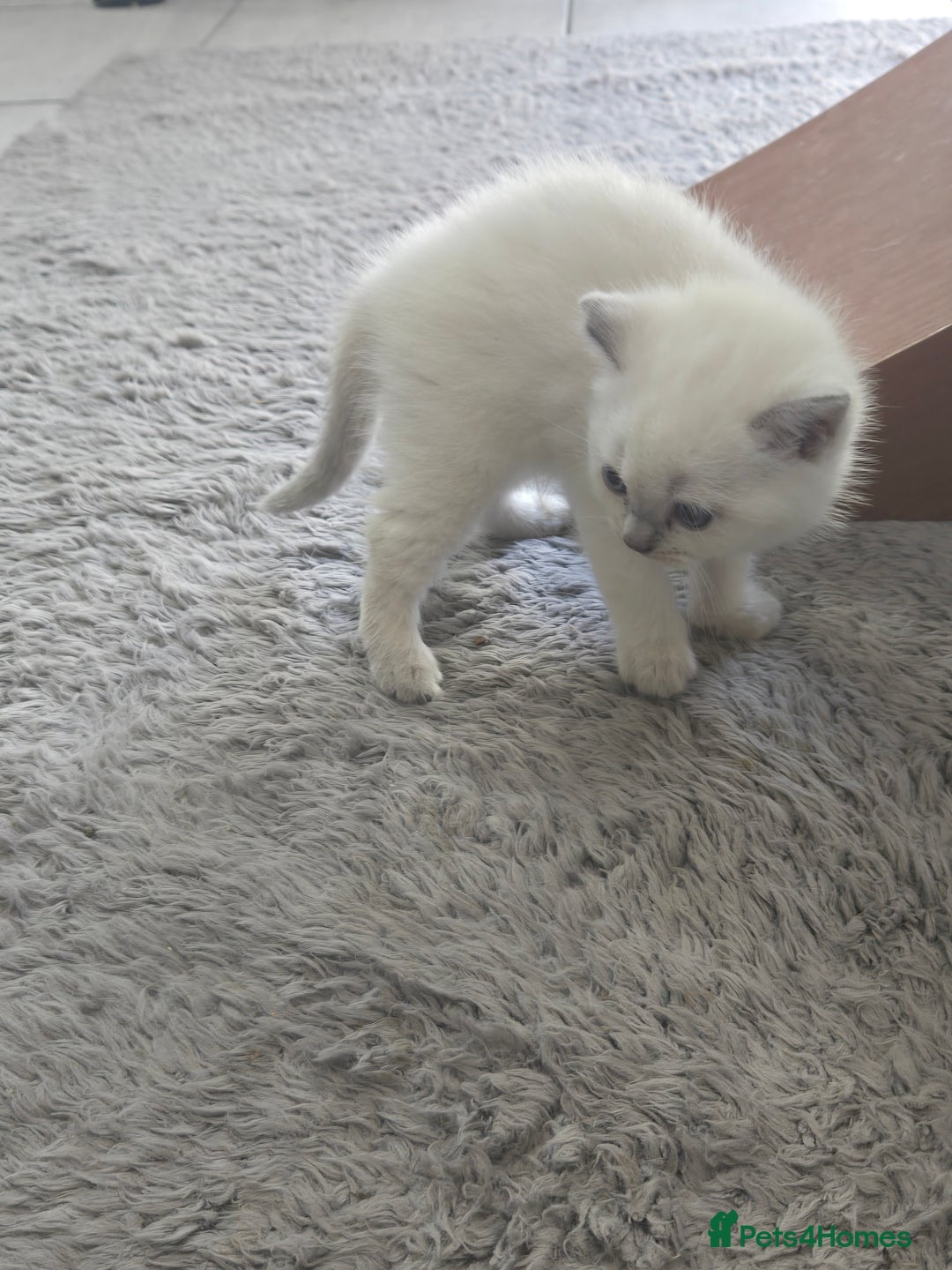 British Shorthair cats for sale: THREE MALE BRITISH SHORTHAIR KITTENS FOR SALE - Image 14