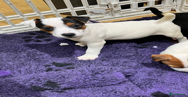 Jack Russell dogs Jack Russell pups - Advert 10