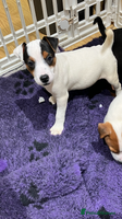 Jack Russell dogs Jack Russell pups - Advert 10