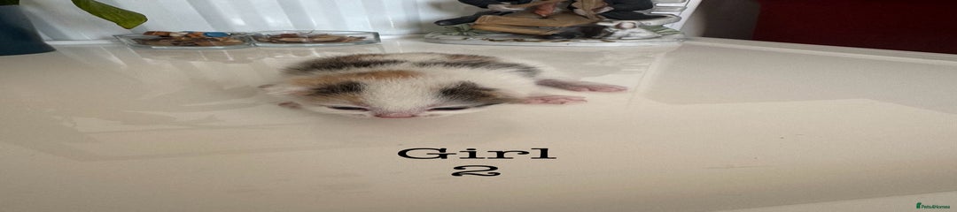 British Shorthair Kitten 4