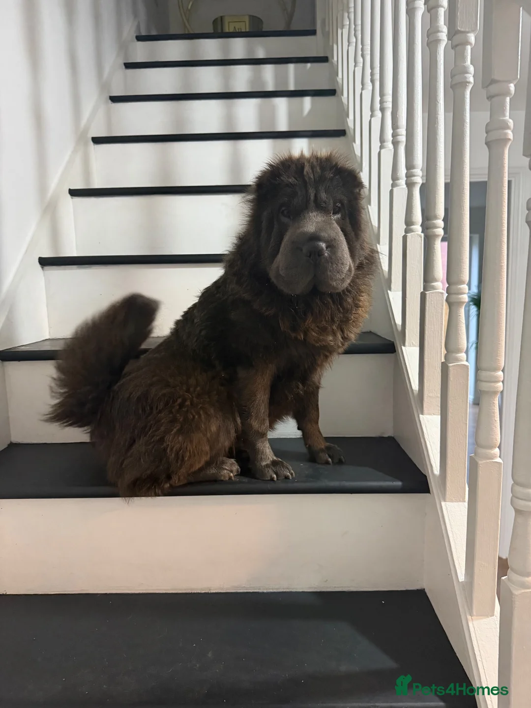 Shar Pei dogs for sale: Top quality champion shar pei for sale - Advert 16