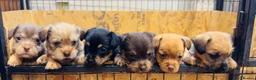 Jack Russell dogs for sale: Much wenlock rough coated Jack Russell’s  - Advert 1