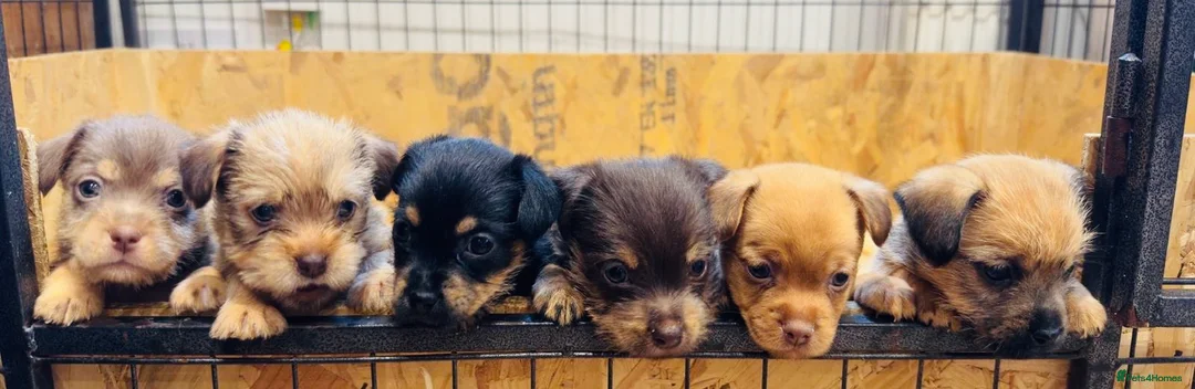 Jack Russell dogs for sale: Much wenlock rough coated Jack Russell’s  - Advert 1