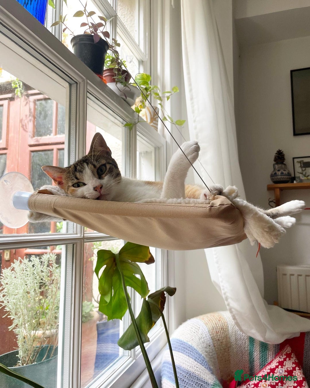 Domestic Shorthair cats for sale: Inigo and Daisy - Advert 9