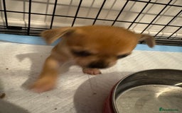 Chihuahua dogs for sale: Chihuahua pups - Image 5