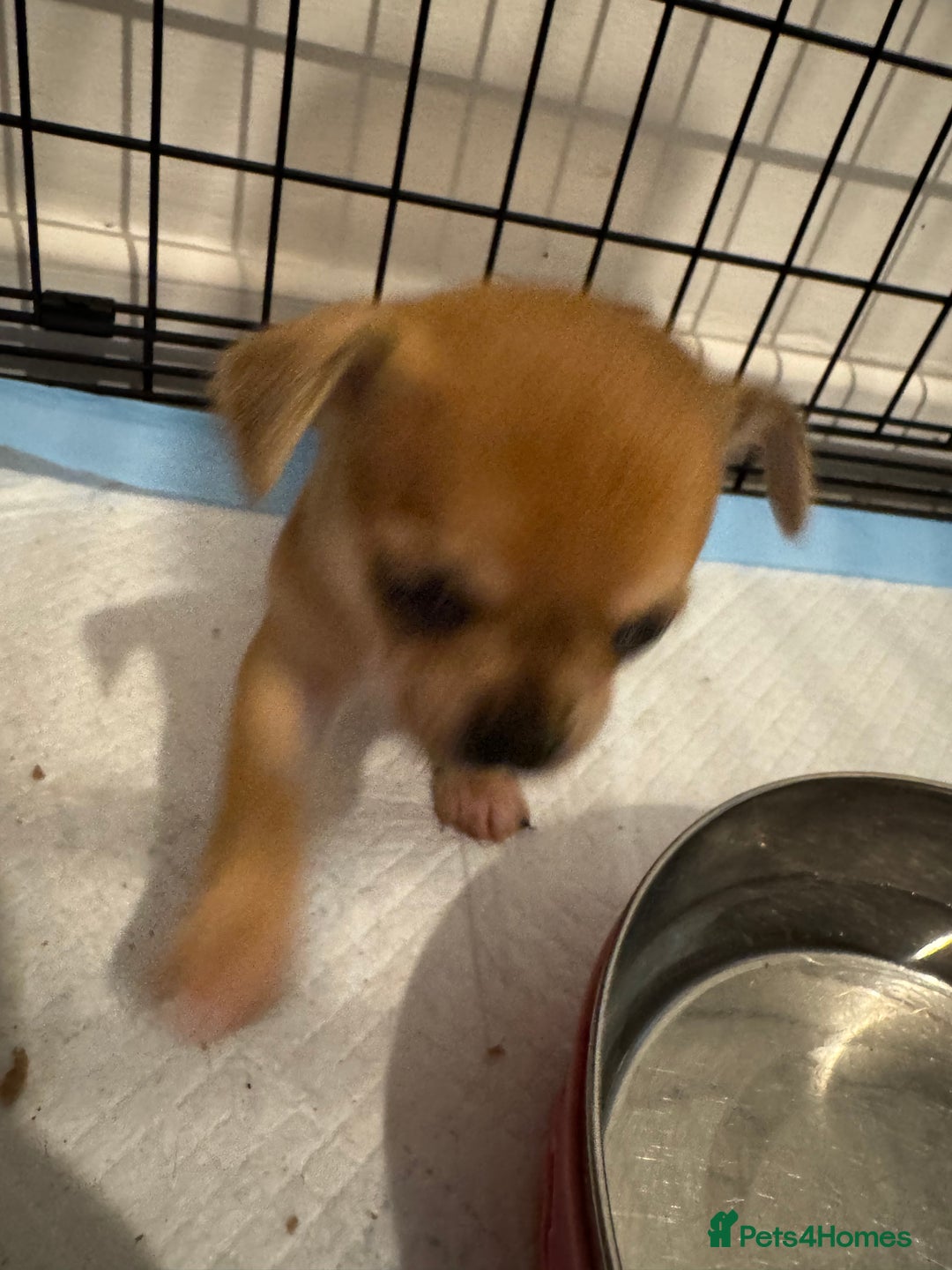Chihuahua dogs for sale: Chihuahua pups - Image 5