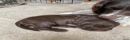 Mixed Breed dogs for sale: A wonderful surprise during a sad time. - Advert 8