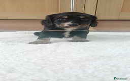 Cocker Spaniel dogs for sale: QUALITY COCKER SPANIAL PUPPIES VARIOUS COLOURS - Image 31