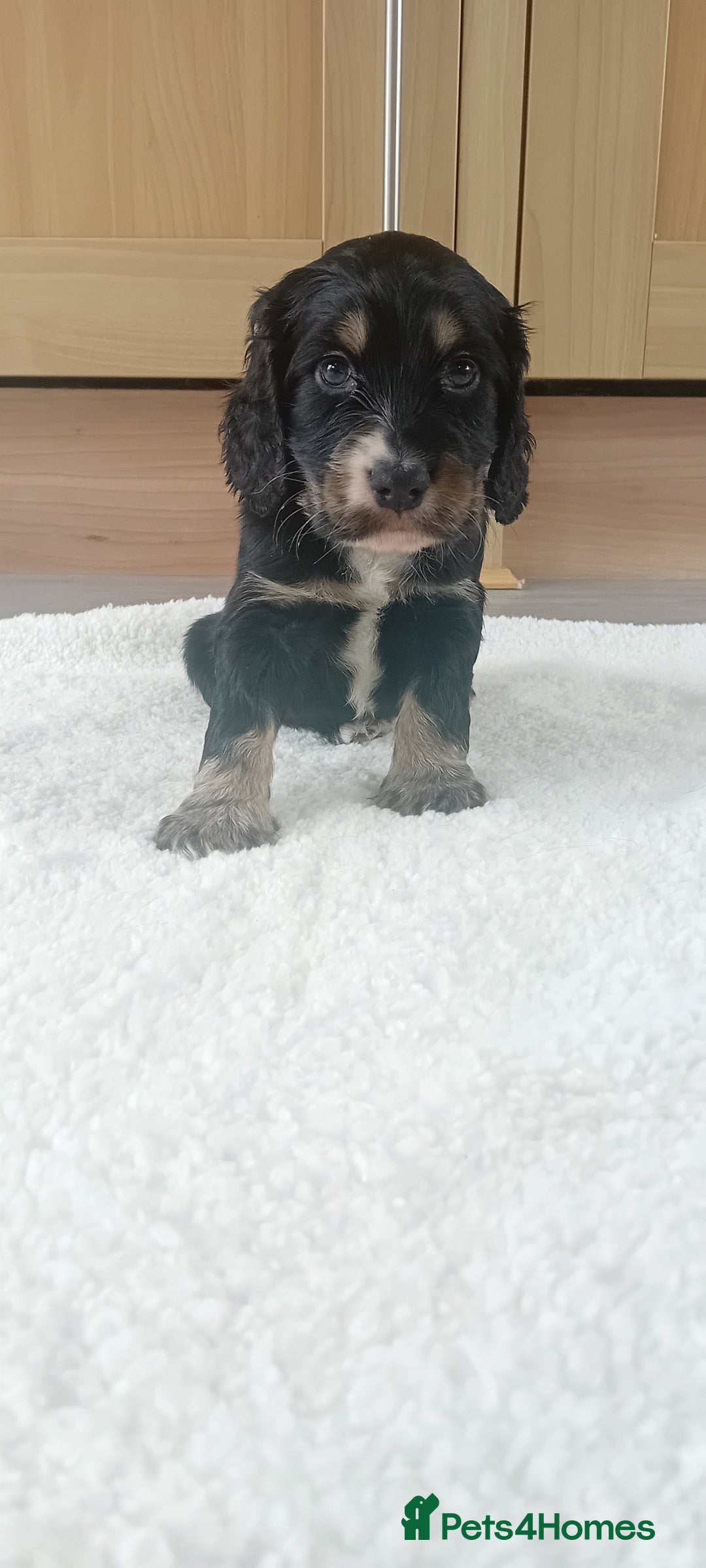 Cocker Spaniel dogs for sale: QUALITY COCKER SPANIAL PUPPIES VARIOUS COLOURS - Image 31