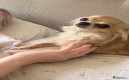 Chihuahua dogs for sale: Stunning litter of long haired Chihuahuas - Image 11