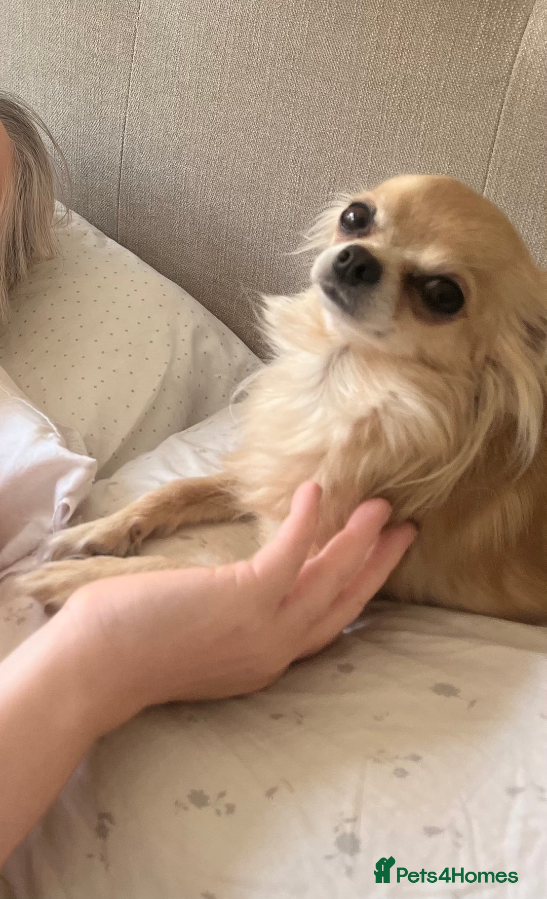 Chihuahua dogs for sale: Stunning litter of long haired Chihuahuas - Image 11