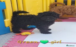 Cavapoo dogs for sale: Adorable F1B cavapoo puppies  - Image 4