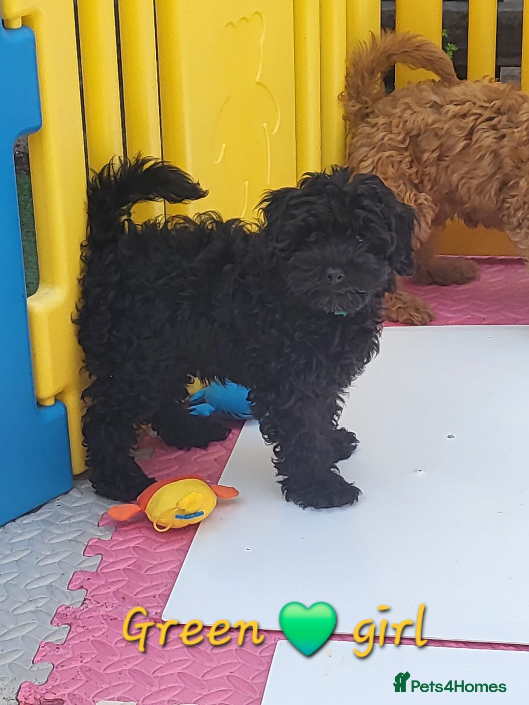 Cavapoo dogs for sale: Adorable F1B cavapoo puppies  - Image 4