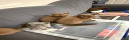 British Shorthair cats for sale: British shorthair  - Advert 13