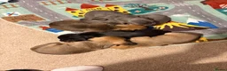 Mixed Breed dogs for sale: Miniature dachshund x French bulldog puppies  in Northampton - Advert 14