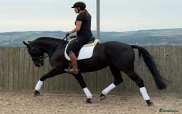 Belgian Warmblood horses for sale: Mia Wonderful expressive mare  - Advert 3