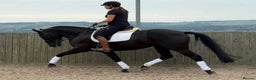 Belgian Warmblood horses for sale: Mia Wonderful expressive mare  - Advert 3