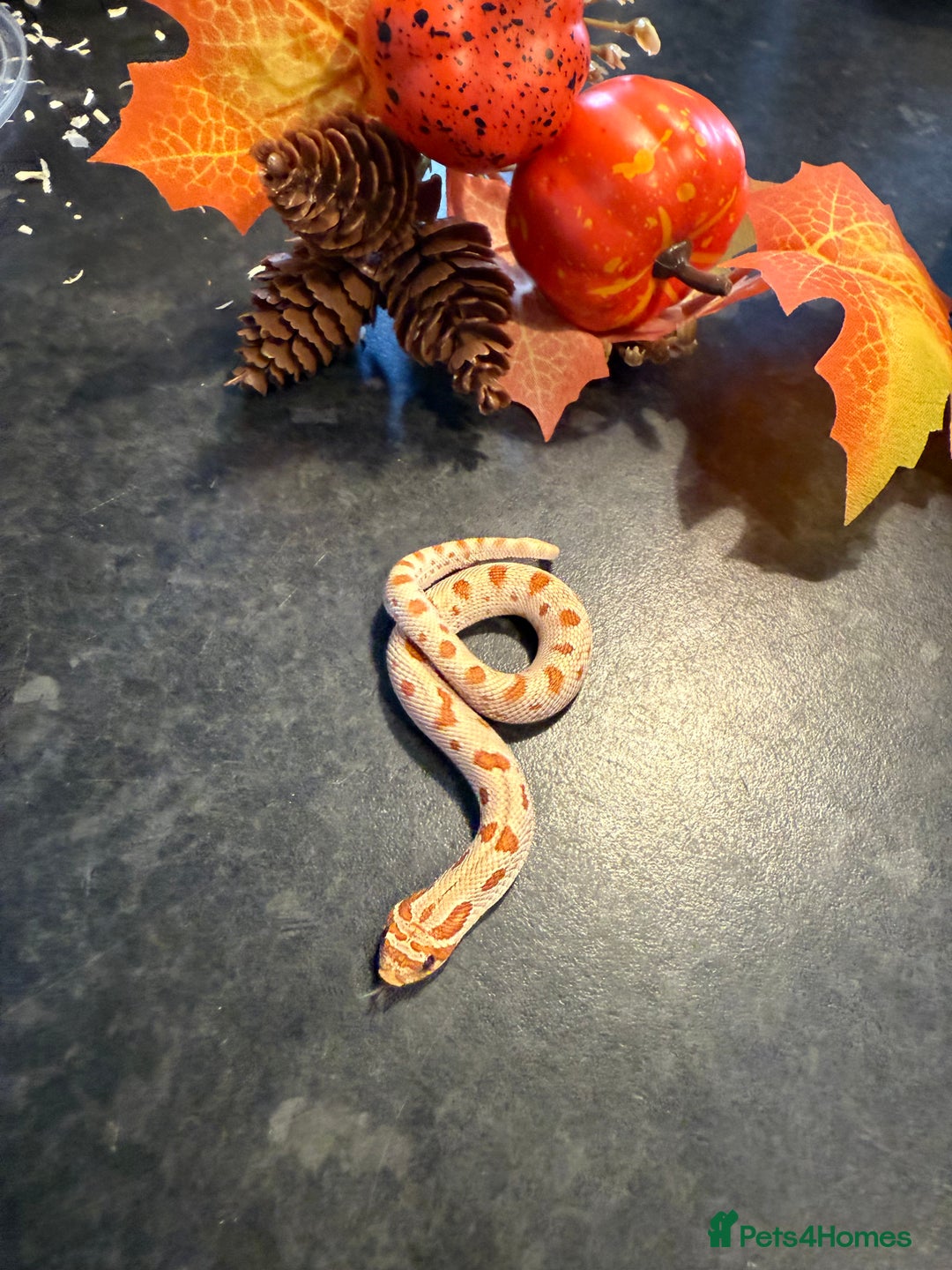 Snake reptiles for sale: Cb25 Hognose snakes AMAZING  - Image 6
