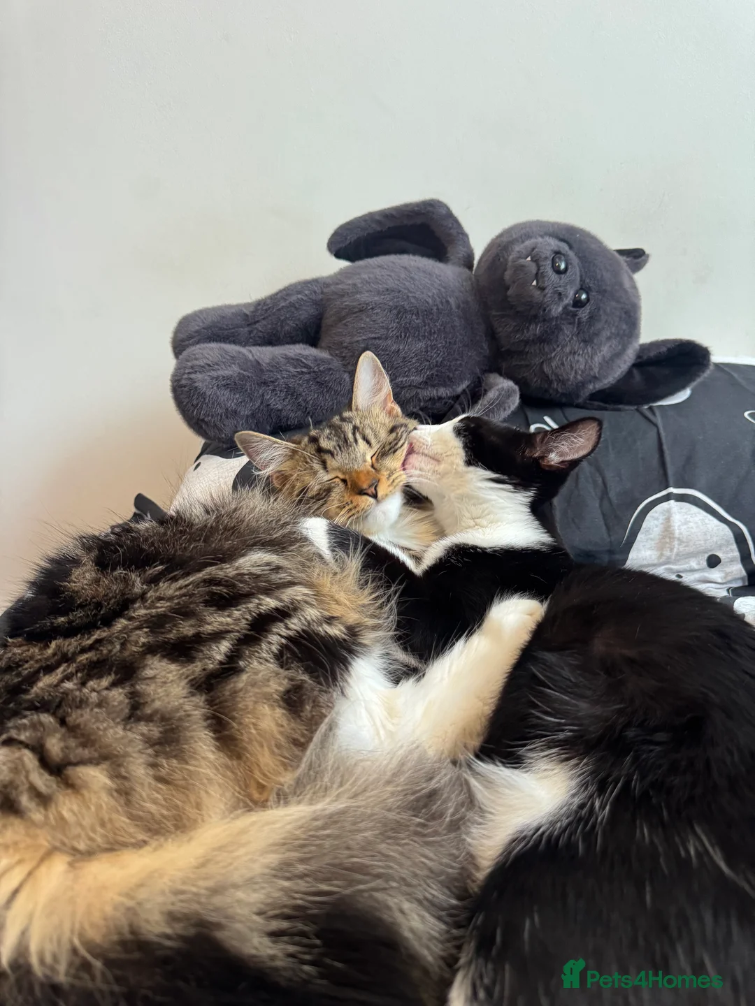 Maine Coon cats for sale: Stunning Maine Coon X Kittens! - Advert 2