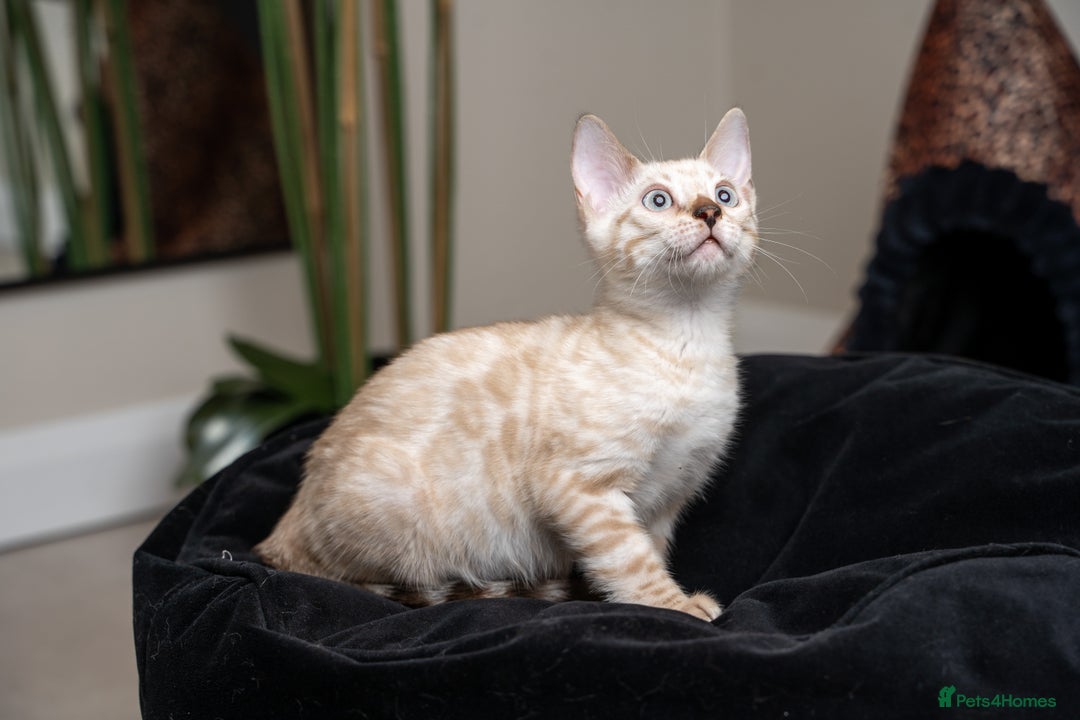 Bengal cats for sale: Frankie-Stunning Snow Bengal-TICA-Available now! - Image 7