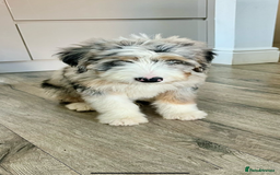 Bernedoodle dogs for sale: Curtabemdoodles Bernedoodles  - Image 35
