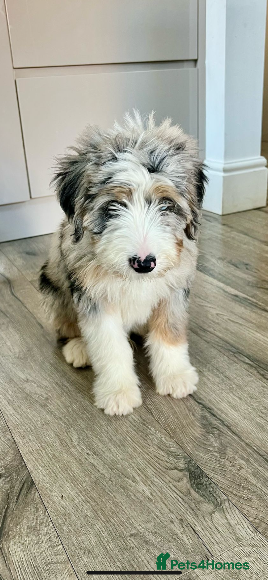 Bernedoodle dogs for sale: Curtabemdoodles Bernedoodles  - Image 35
