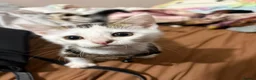 Mixed Breed cats for sale: Gaston - Advert 3
