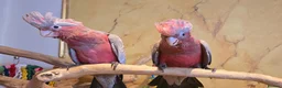 Cockatoo birds for sale: Hand-Raised cockatoo Galah Baby Parrot - Advert 2