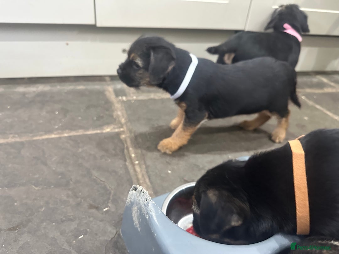 Border Terrier dogs for sale: Border Terrier Pups -Beautiful Pedigree  - Image 36