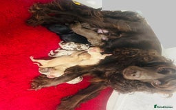 Cockapoo dogs for sale: Miniature toy poodle cockapoos available soon ❤️ - Image 16