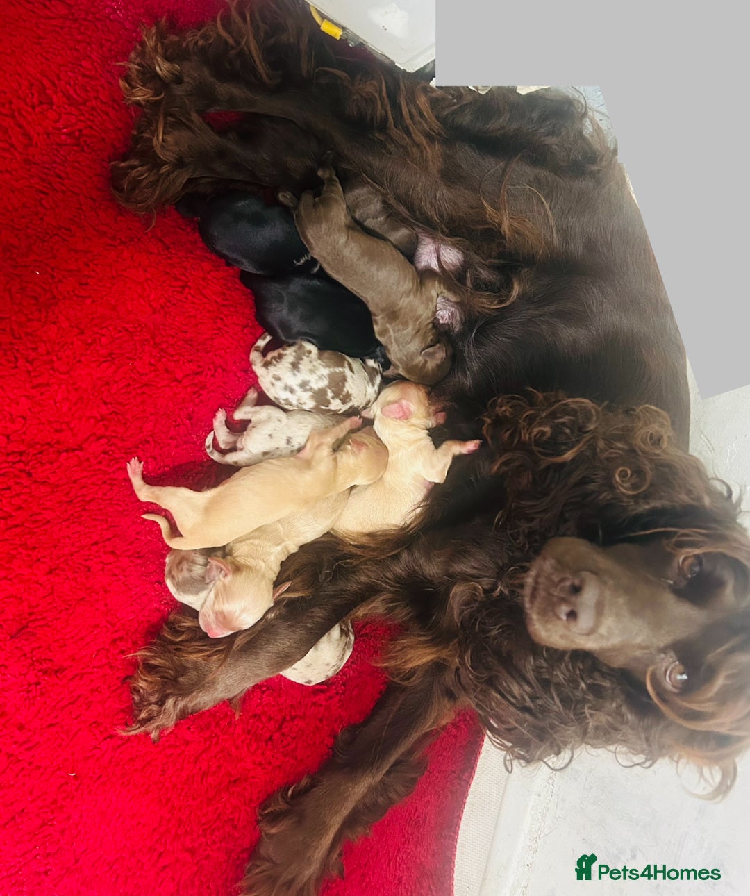 Cockapoo dogs for sale: Miniature toy poodle cockapoos available soon ❤️ - Image 16