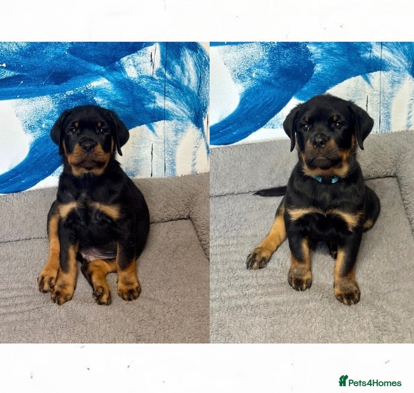 Rottweiler dogs Quality Rottweiler Male Puppies–Beautiful Boys - Advert 1