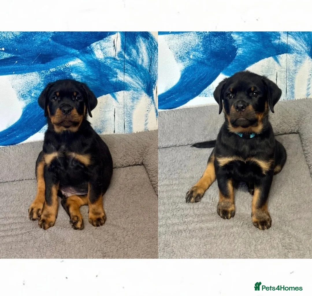 Rottweiler dogs for sale: Quality Rottweiler Male Puppies–Beautiful Boys - Advert 1