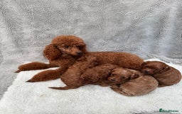 Cavapoo dogs for sale: Red curly cavapoo puppies  - Advert 7