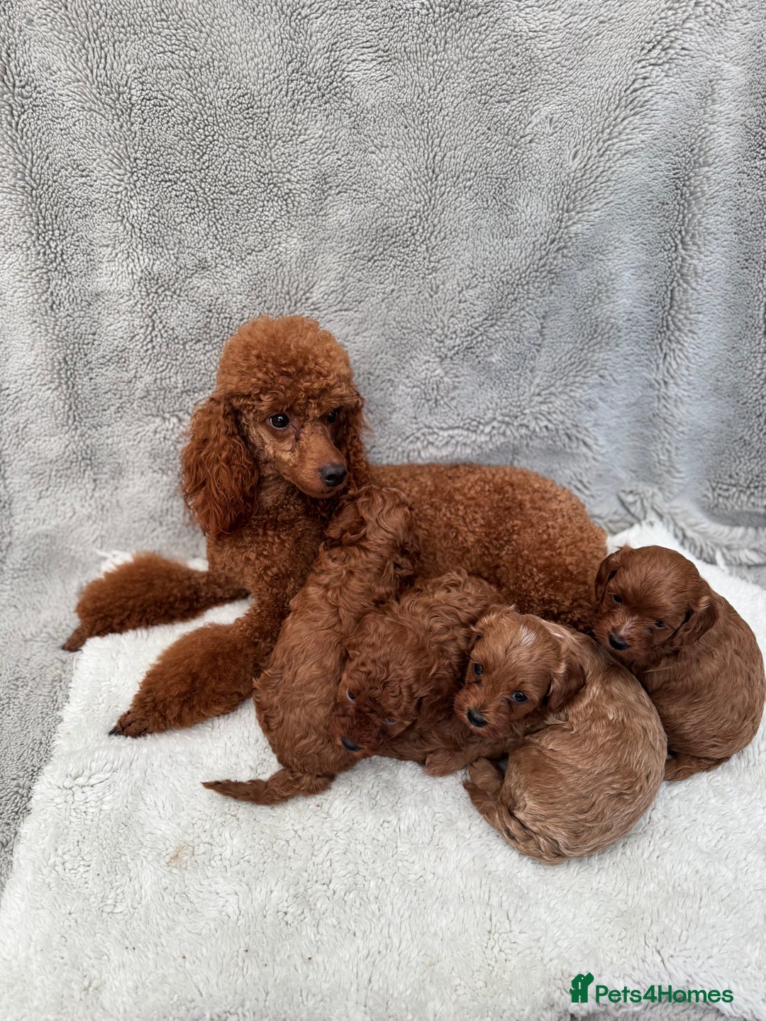Cavapoo dogs for sale: Red curly cavapoo puppies  - Advert 7