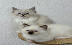 Ragdoll cats for sale: ACTIVE RAGDOLL KITTENS  in Manchester - Image 2