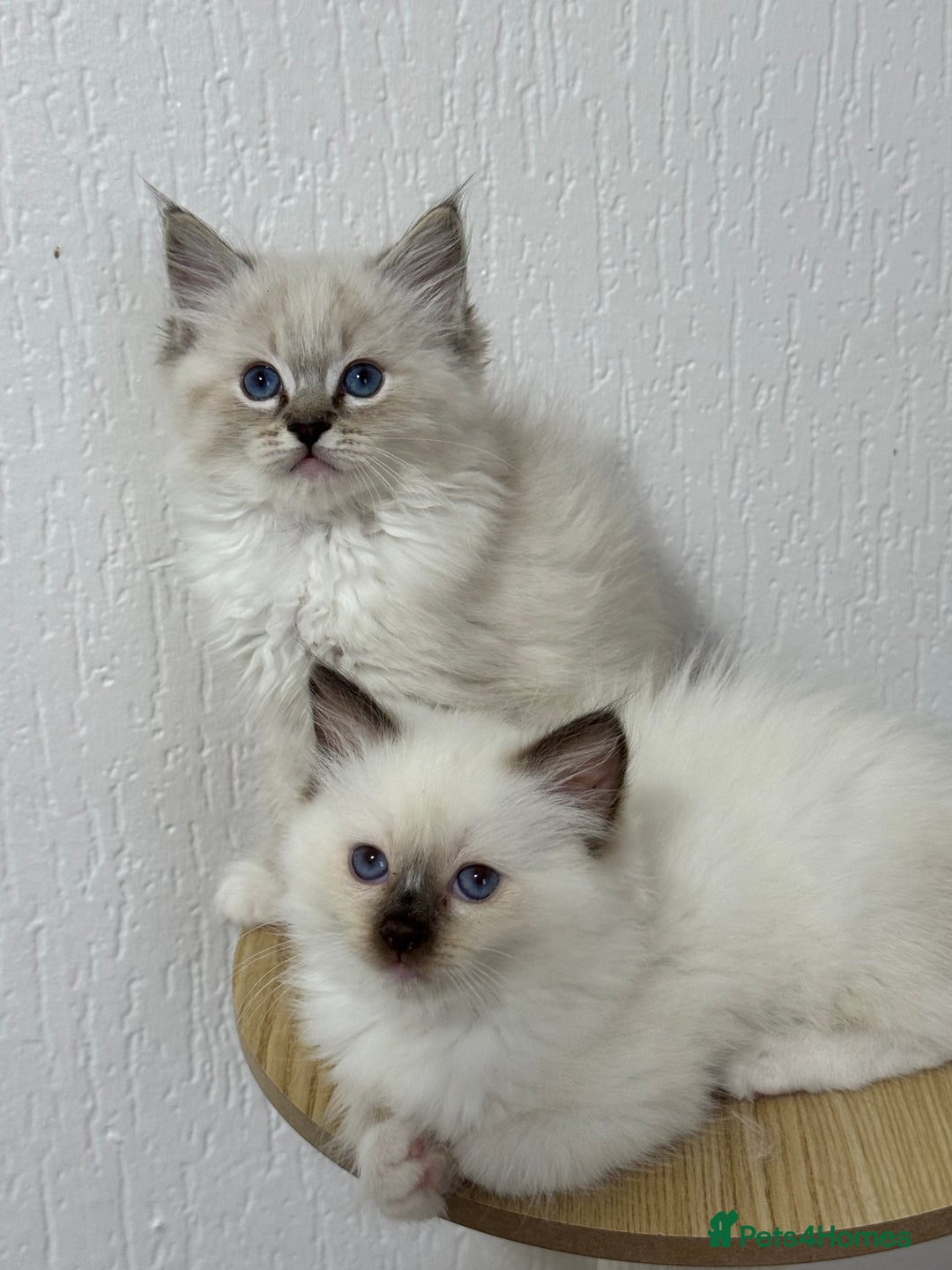 Ragdoll cats for sale: ACTIVE RAGDOLL KITTENS  in Manchester - Image 2