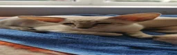 Siamese cats for sale: Siamese Kittens for sale - Advert 7