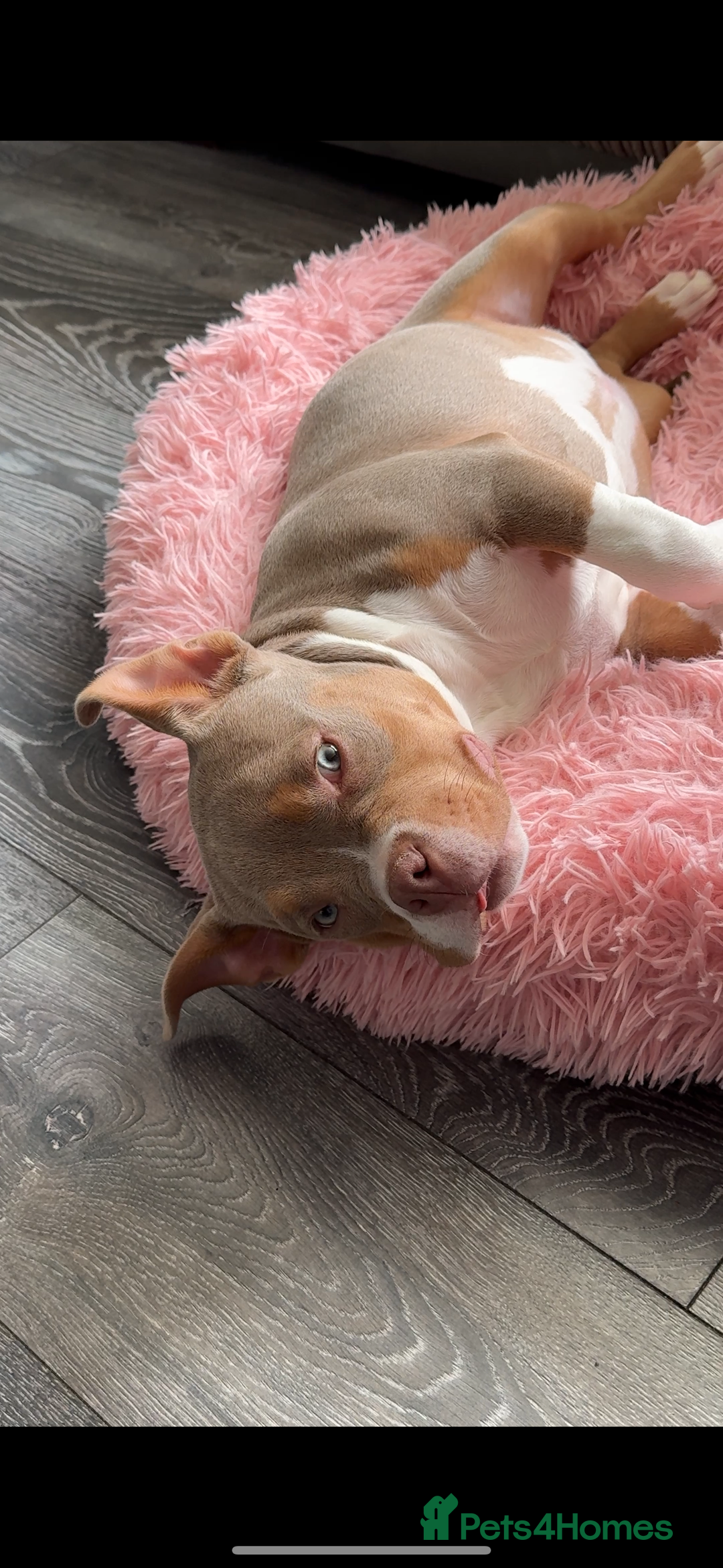 American Bully dogs for sale: American bully puppy twins available  - Image 6