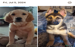 Mixed Breed dogs for sale: Golden Shepherd Puppies  - Image 30