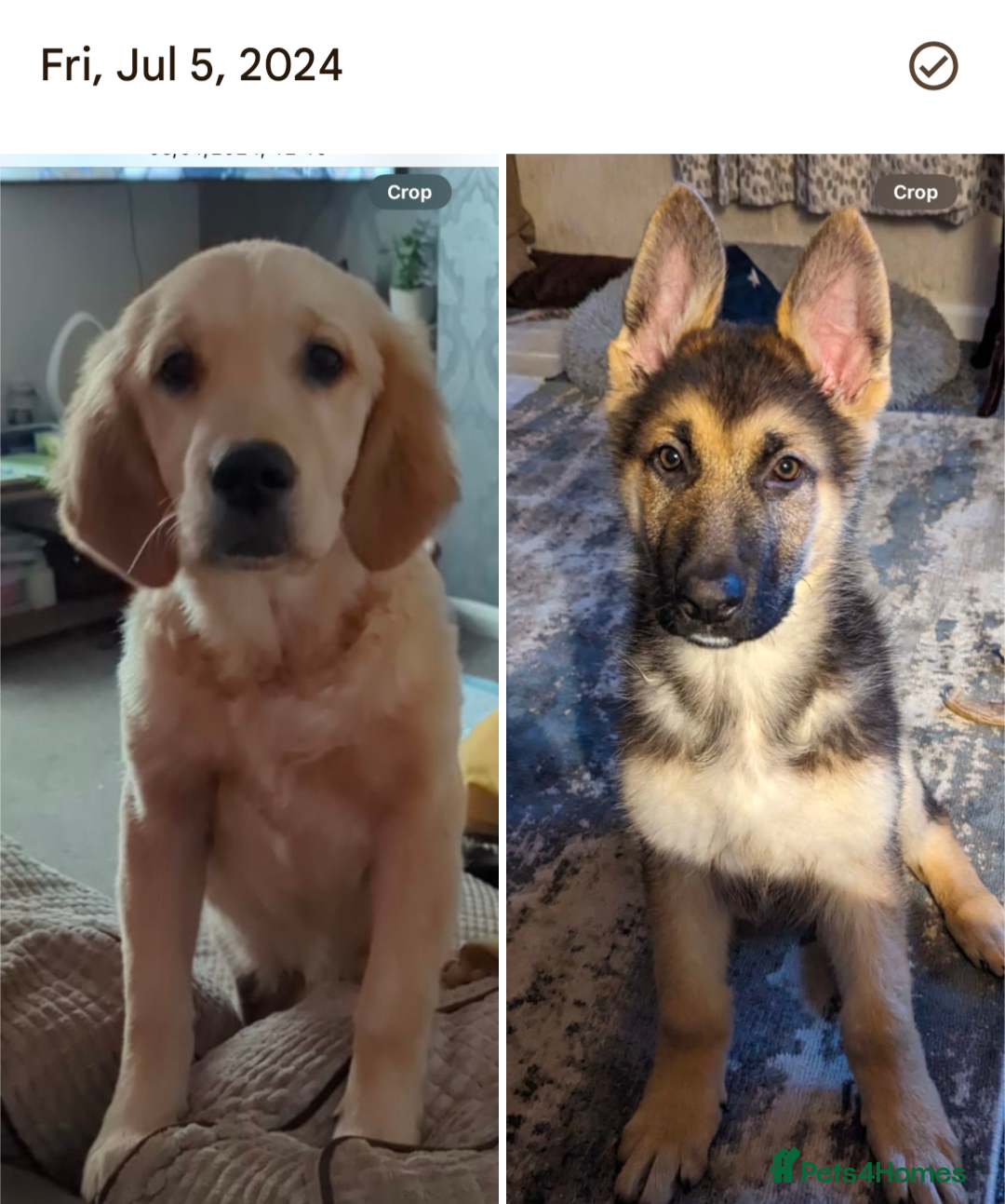 Mixed Breed dogs for sale: Golden Shepherd Puppies  - Image 30