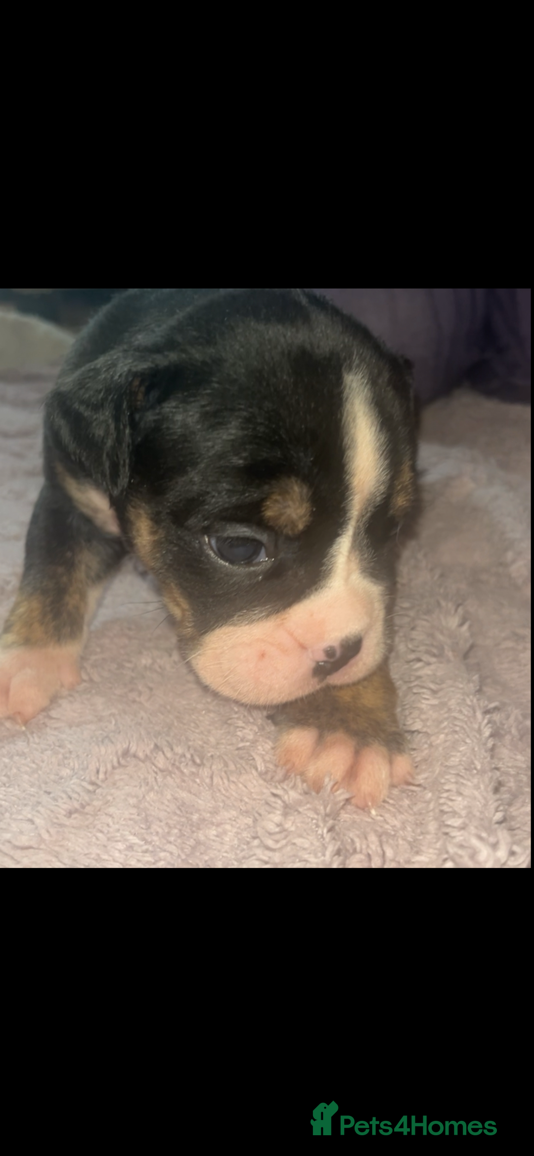 Olde English Bulldogge dogs for sale: ‼️⭐️LAST 2⭐️‼️OEB PUPS- Jabbed & Chipped - Image 23